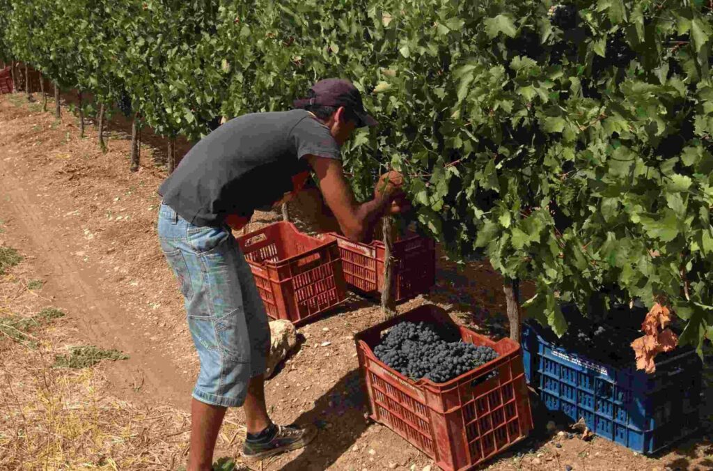 Tribute to Grape Harvest - Gastronomy Tours 66c71b630cbb9b0c73767779 3 2 - Gastronomy Tours